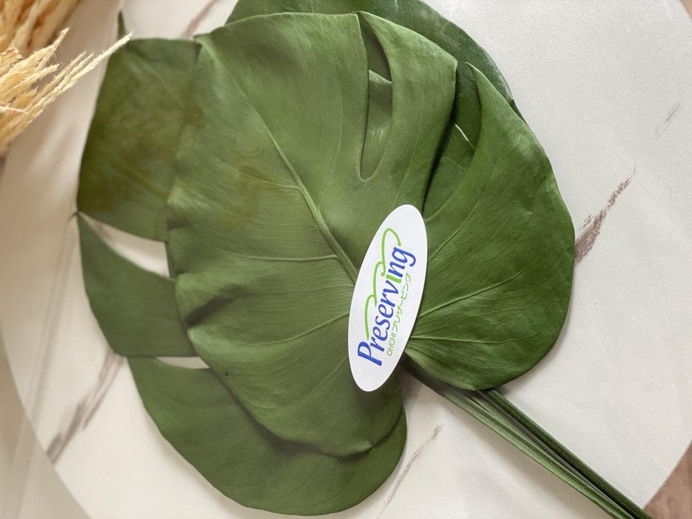 經過保存處理的綠色葉材與花材包裝