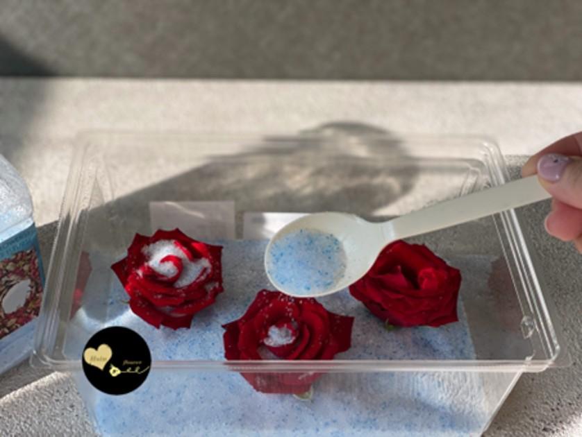 乾燥處理中：以花材專用乾燥劑覆蓋紅色鮮玫瑰